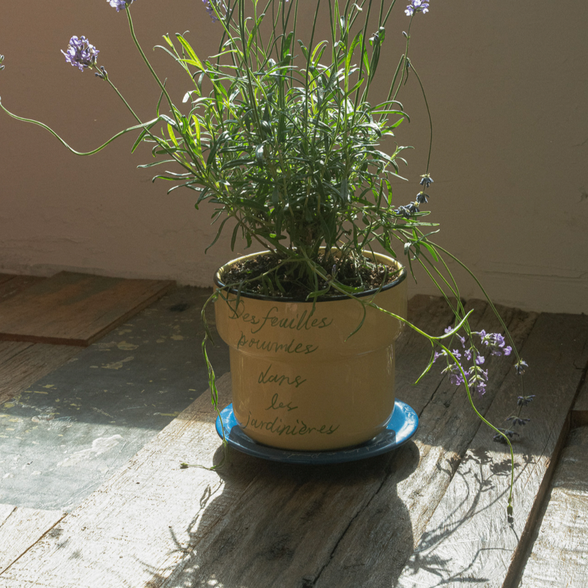 ｜HOTEL PARIS CHILL｜ Offline Mode Planter (Vanilla)